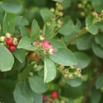 Amelanchier rotundifolia -