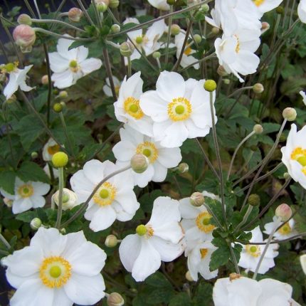Anemone  'Honorine Jobert' (Szellőrózsa)