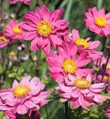 Anemone  'Pamina' (Szellőrózsa)