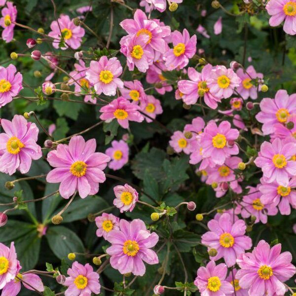 Anemone_Serenade_Kerti_szellorozsa_-_15_centis_cserepben Anemone 'Serenade' (Kerti szellőrózsa)