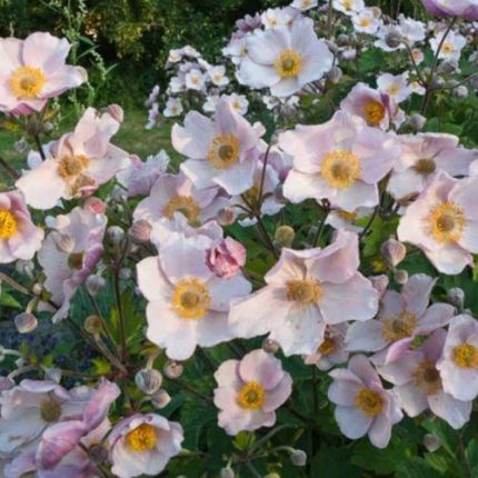 Anemone hupehensis 'September Charm' (Kerti szellőrózsa)