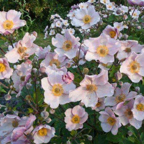 Anemone hupehensis 'September Charm' (Kerti szellőrózsa)