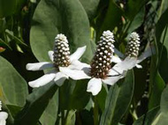 Anemopsis californica kerti tavi növény