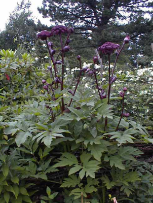 Angelica gigas (Koreai angyalgyökér)
