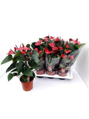 Anthurium AN ADIOS RED