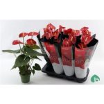 Anthurium AN MADURAL