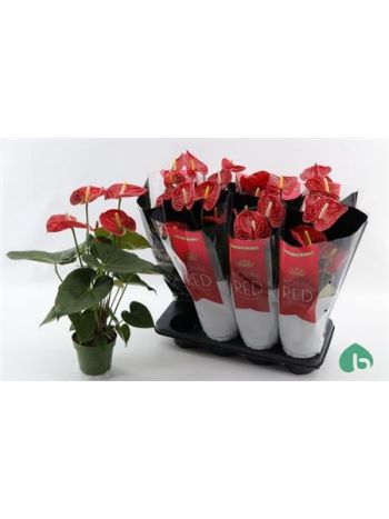 Anthurium AN MADURAL