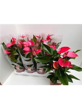 Anthurium AN MELITO