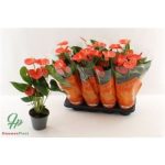 Anthurium AN SIER ORANGE