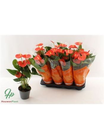 Anthurium AN SIER ORANGE