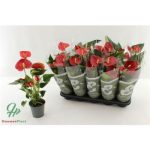 Anthurium AN SUCCESS RED