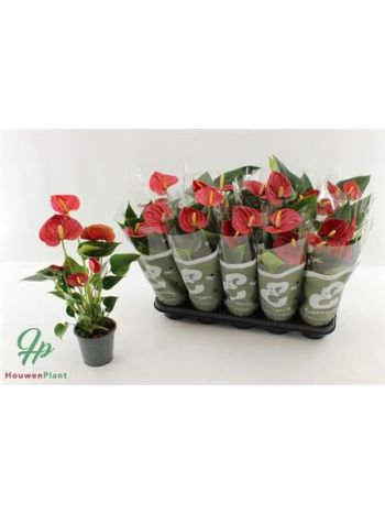 Anthurium AN SUCCESS RED