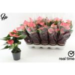 Anthurium AN SWEET DREAM