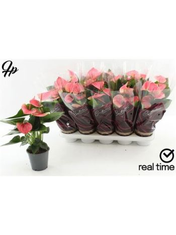 Anthurium AN SWEET DREAM