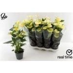 Anthurium AN VANILLA