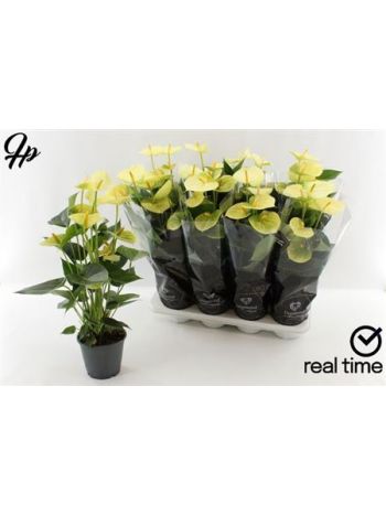 Anthurium AN VANILLA