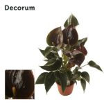Anthurium CHELSEY CHOCOLATE
