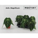 Anthurium MAGNIFICUM