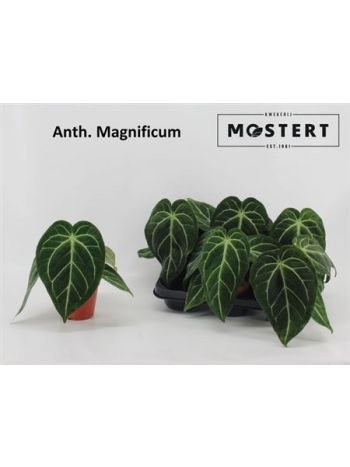 Anthurium_MAGNIFICUM Anthurium MAGNIFICUM