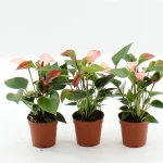 Anthurium MATATA