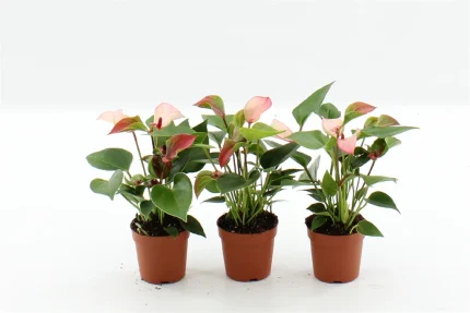Anthurium MATATA