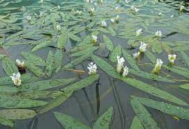 Aponogeton distachios kerti tavi növény