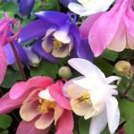 Aquilegia flabellata 'Cameo Mix' (Japán harangláb)
