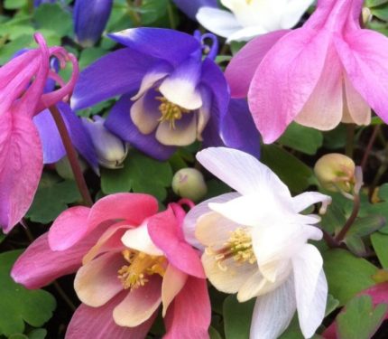 Aquilegia flabellata 'Cameo Mix' (Japán harangláb)