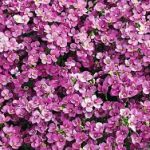 Arabis caucasica 'Little Treasure Deep Rose' (Kaukázusi ikravirág)