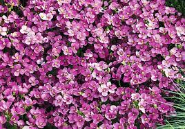 Arabis caucasica 'Little Treasure Deep Rose' (Kaukázusi ikravirág)