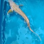 Arany kecsege 20-25 cm