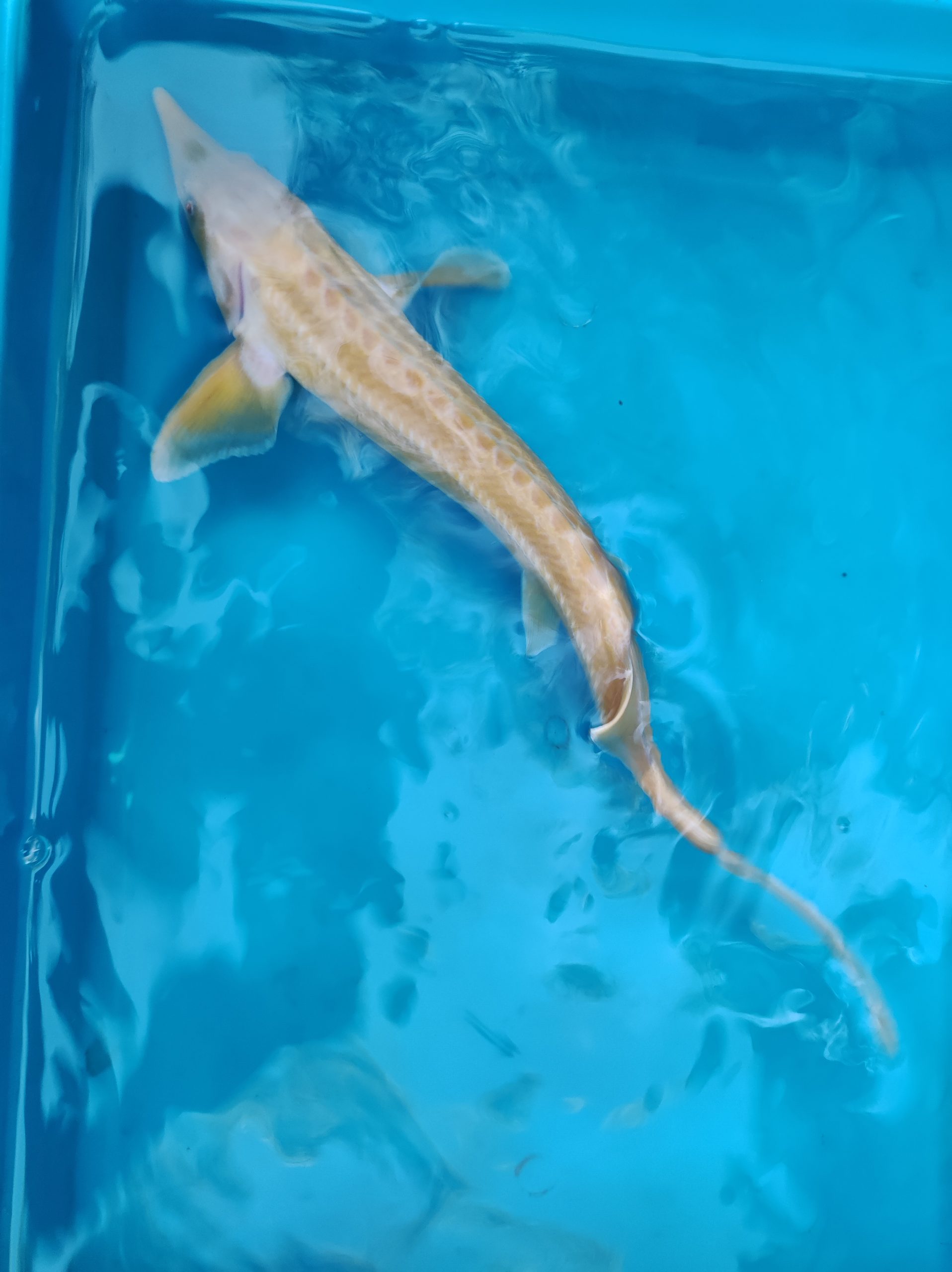 Arany_kecsege_35-45_cm Arany kecsege 40-50 cm