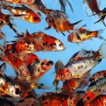 Kerti tavi Aranyhal shubunkin 16-20cm