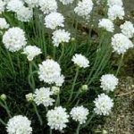 Armeria maritima 'Alba' (Tengerparti pázsitszegfű)
