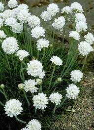 Armeria maritima 'Alba' (Tengerparti pázsitszegfű)