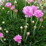 Armeria maritima (Tengerparti pázsitszegfű)