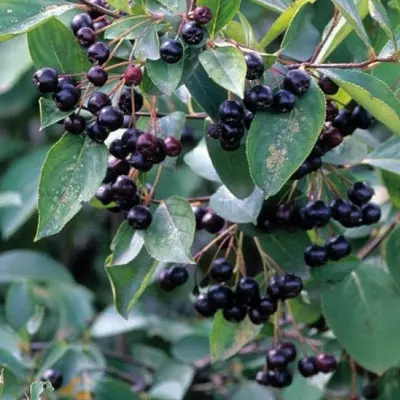 Aronia arbutifolia f. macrocarpa - Törpe berkenye