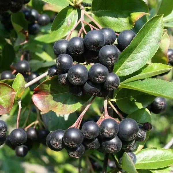 Aronia_melanocarpa_-_Torpe_feketeberkenye Aronia melanocarpa - Törpe feketeberkenye