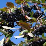 Aronia melanocarpa Hugin