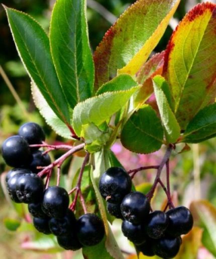 Aronia melanocarpa Viking