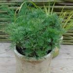 Artemisia Arbotanum Coca cola