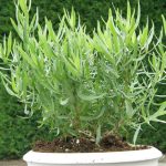 Artemisia dracunculus (Orosz tárkony)