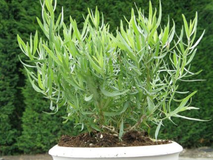 Artemisia dracunculus (Orosz tárkony)