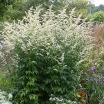 Artemisia lactiflora 'Elfenbein' (Virágos üröm)