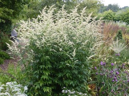 Artemisia lactiflora 'Elfenbein' (Virágos üröm)