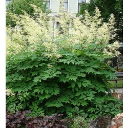 Aruncus aethusifolius 'Opulenz' (Törpe tündérfürt)