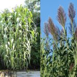 Arundo donax (Olasznád)