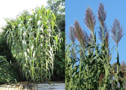 Arundo donax (Olasznád)