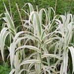 Arundo donax 'Variegata' (Olasznád) /csíkos lomb/