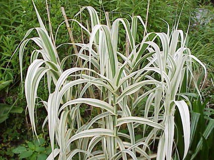 Arundo donax 'Variegata' (Olasznád) /csíkos lomb/